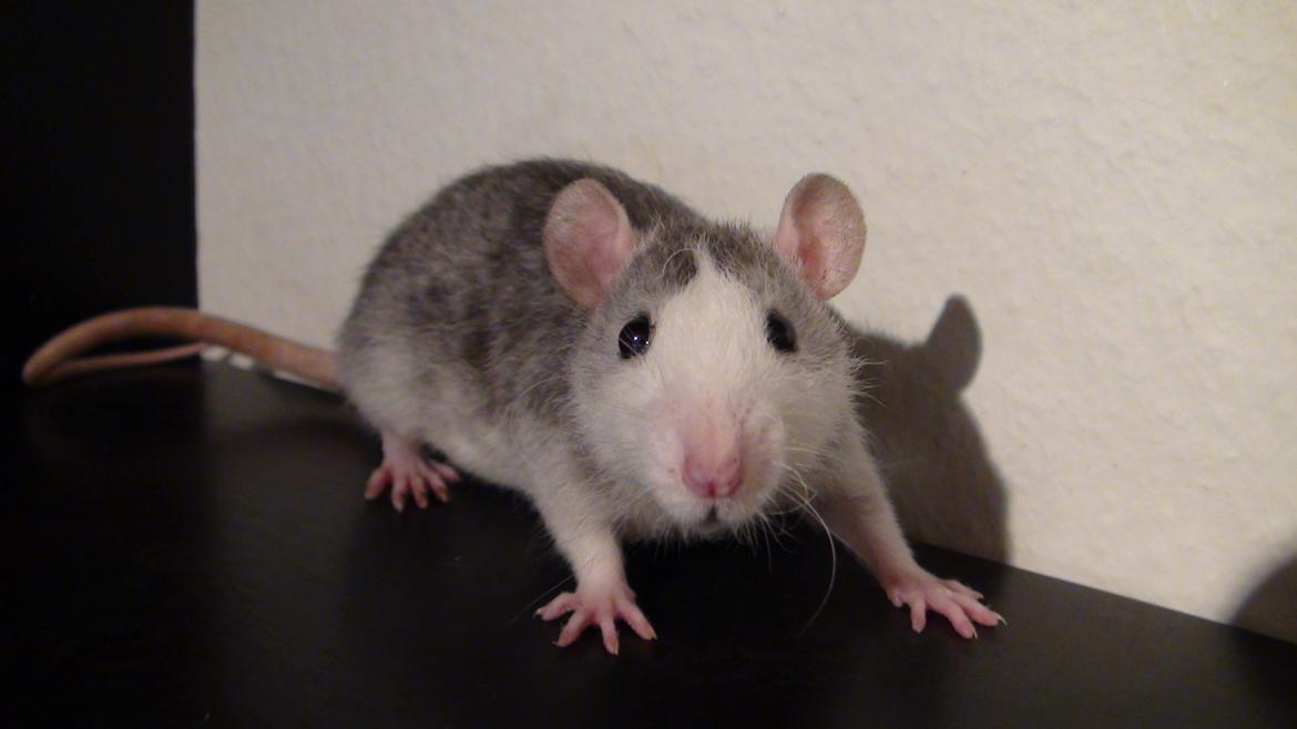 Tamrotte Tykke Bertha - 7 uger billede 12