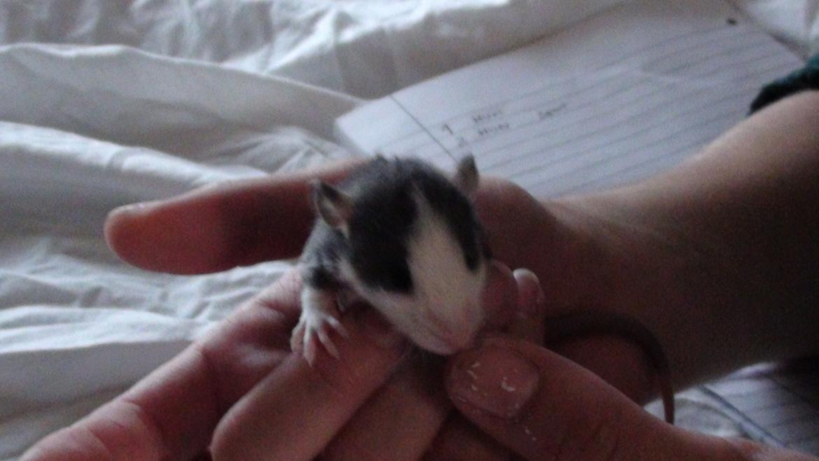 Tamrotte Tykke Bertha - Lille Bertha 2 uger gammel. billede 13