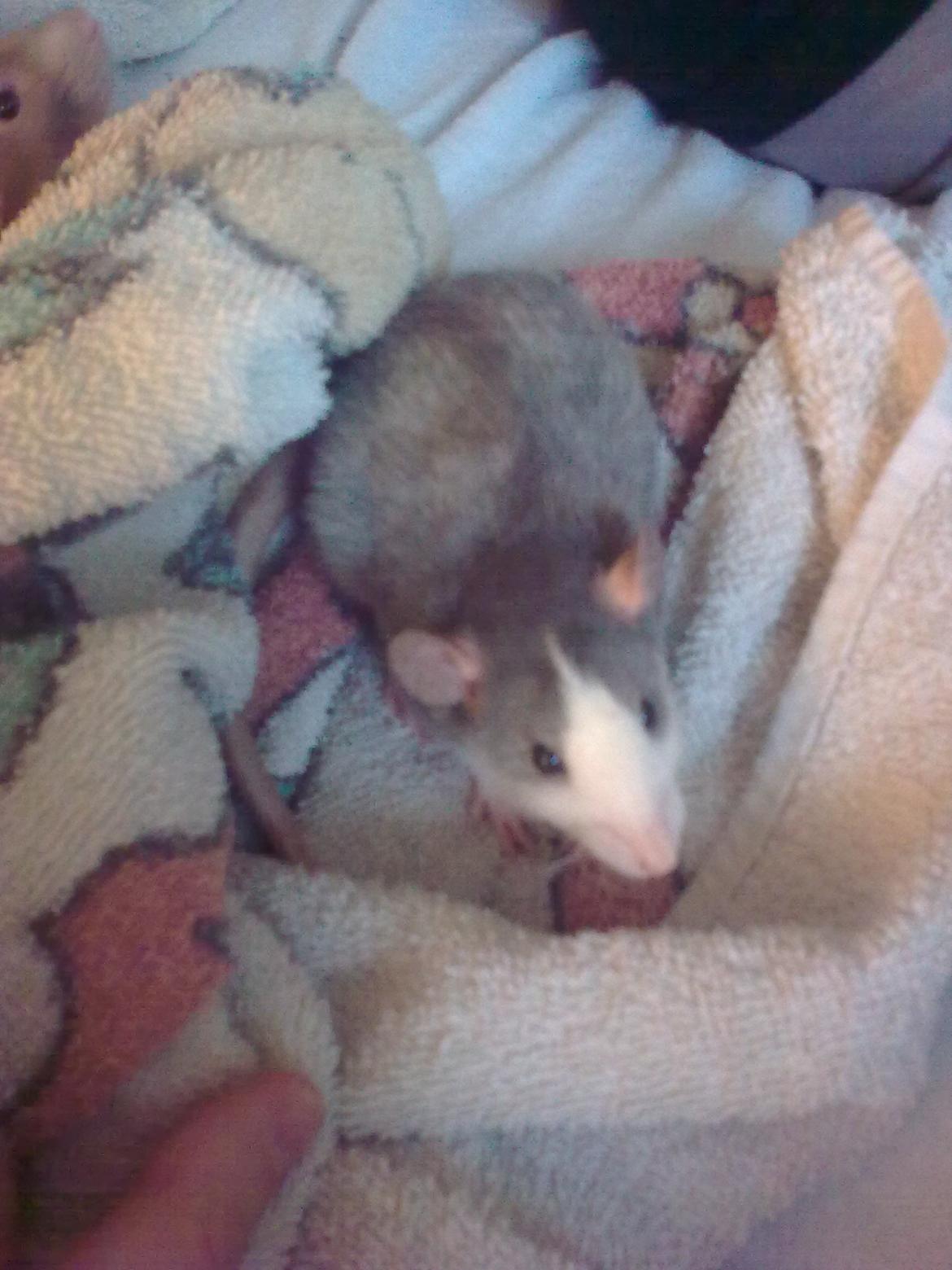 Tamrotte Tykke Bertha - 6 uger billede 14