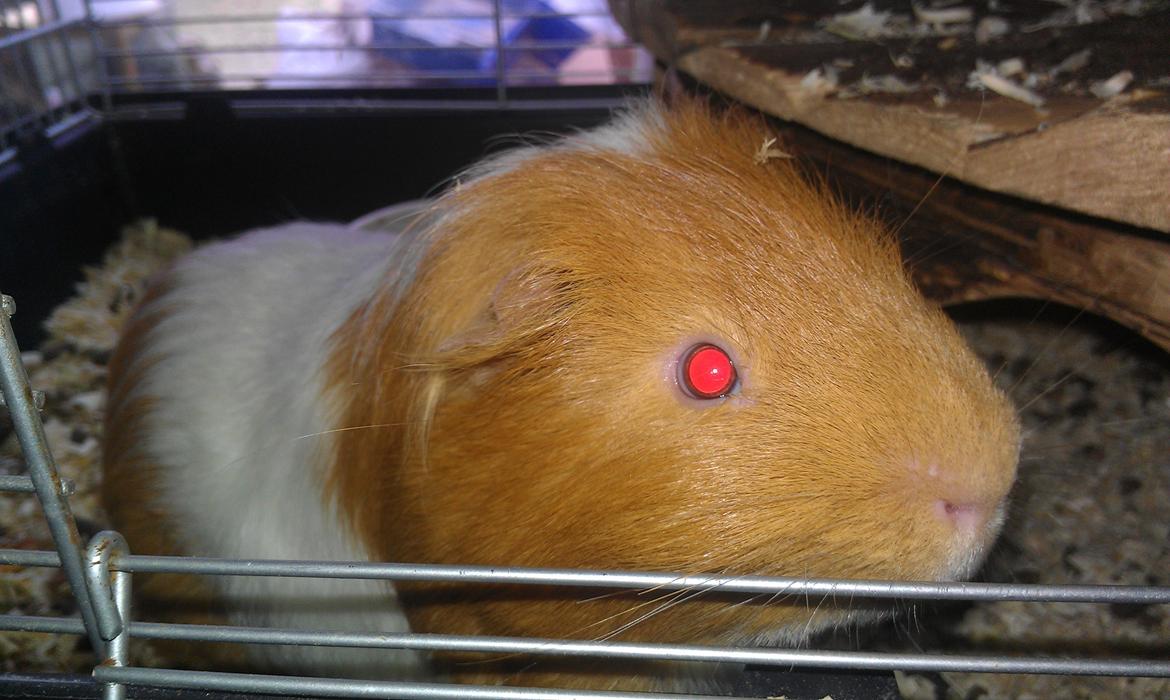 Marsvin musse billede 7