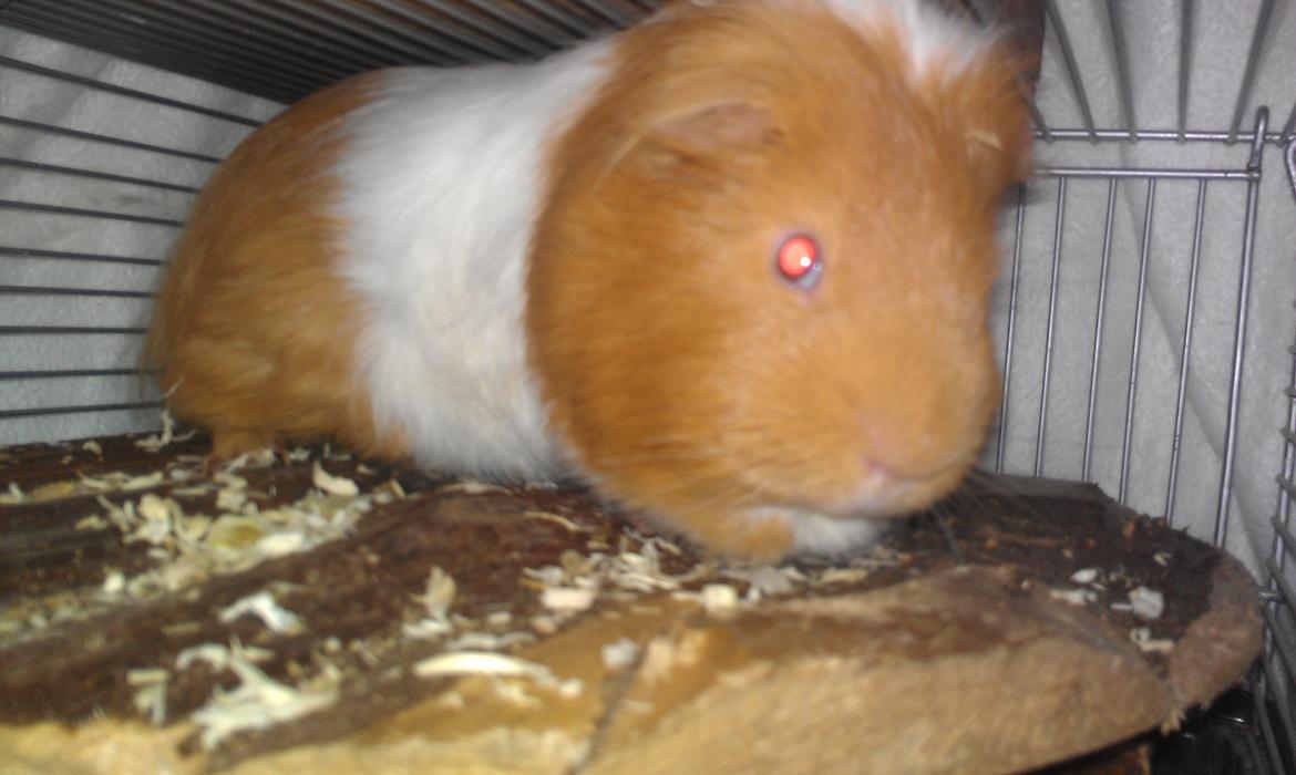 Marsvin musse billede 8