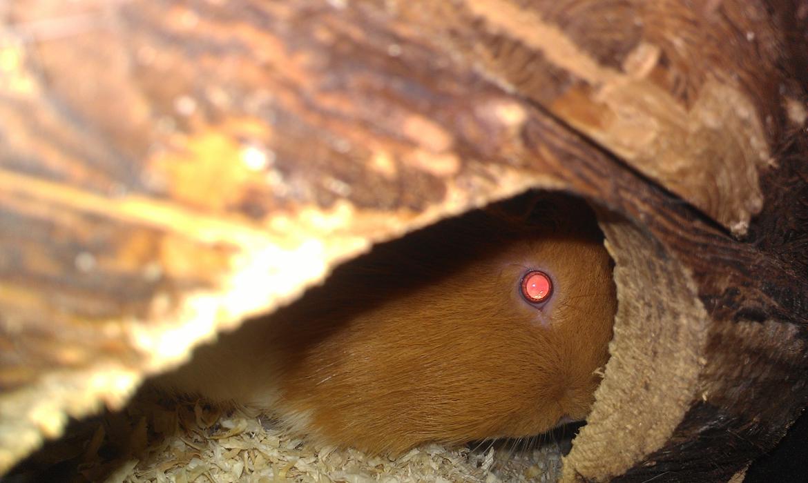 Marsvin musse billede 9