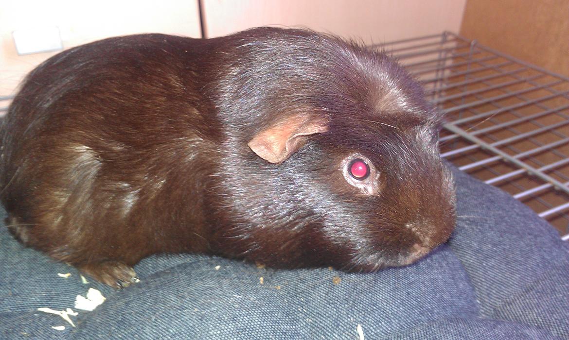 Marsvin chokolate billede 4