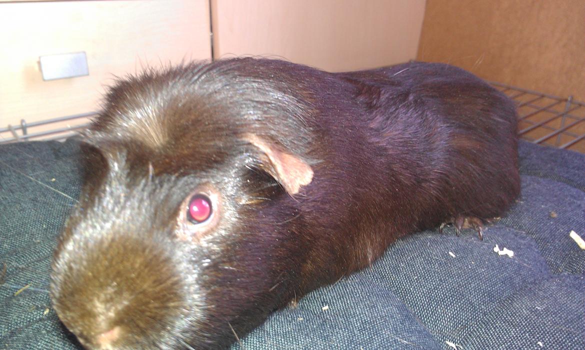 Marsvin chokolate billede 5