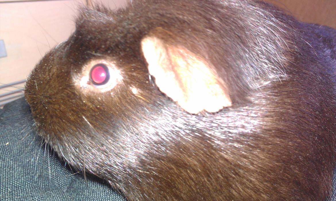 Marsvin chokolate billede 6