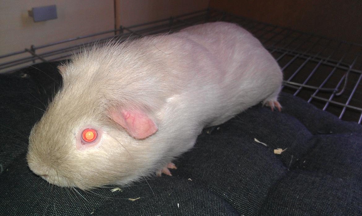 Marsvin mr. light billede 1