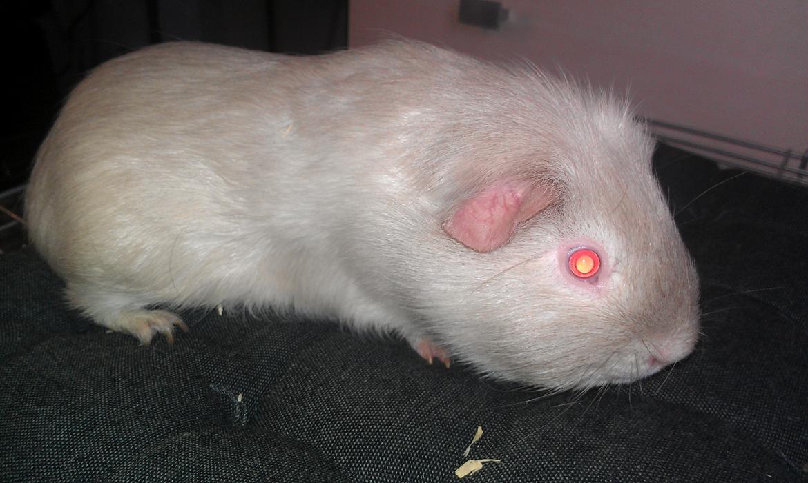 Marsvin mr. light billede 2