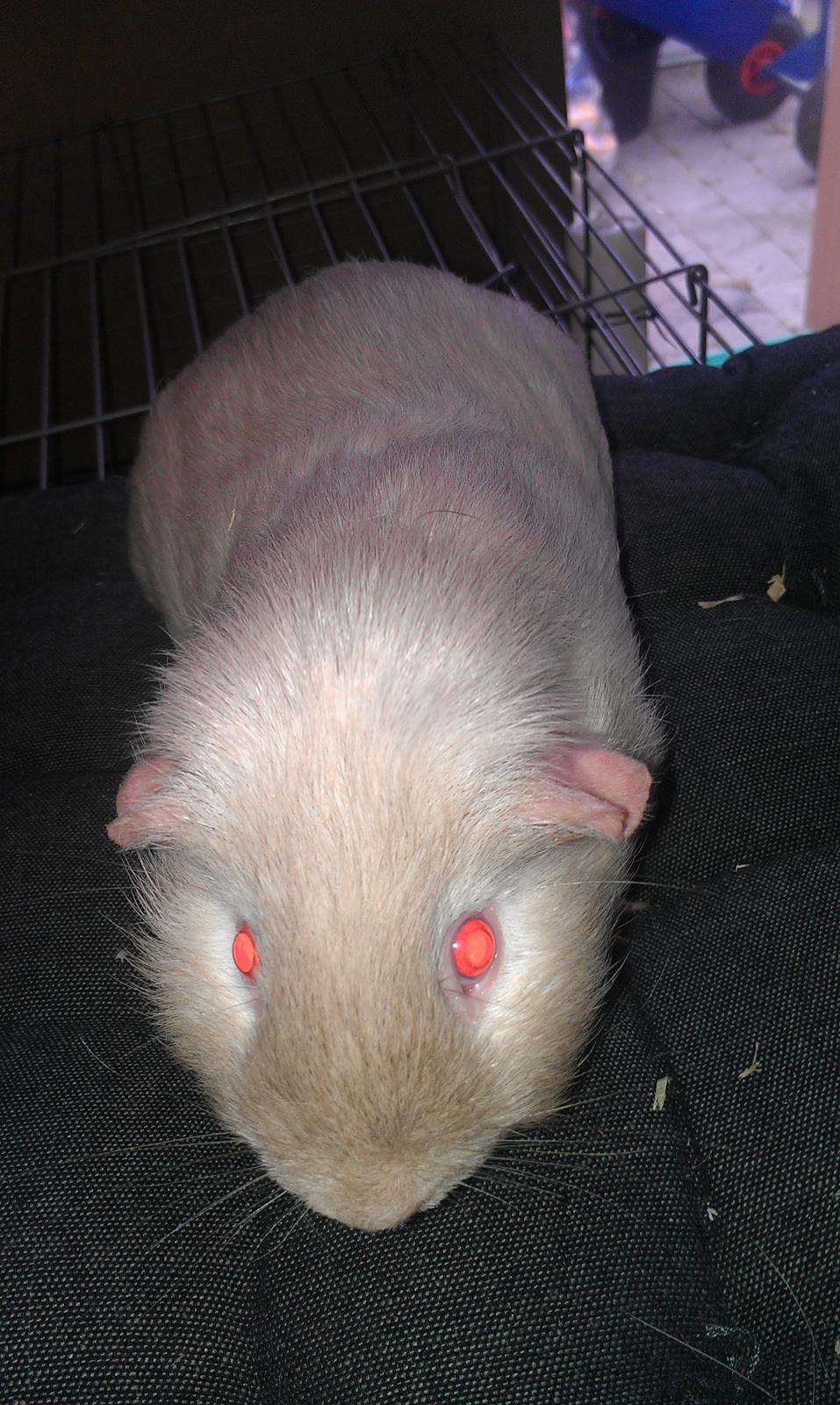 Marsvin mr. light billede 3