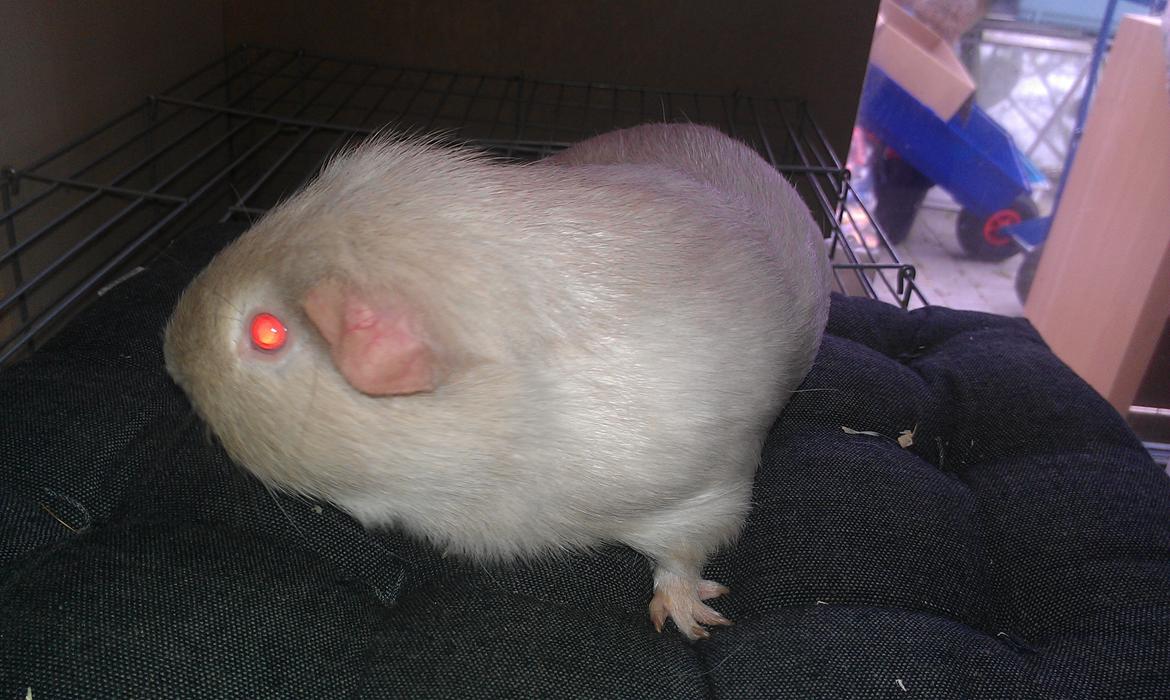 Marsvin mr. light billede 4