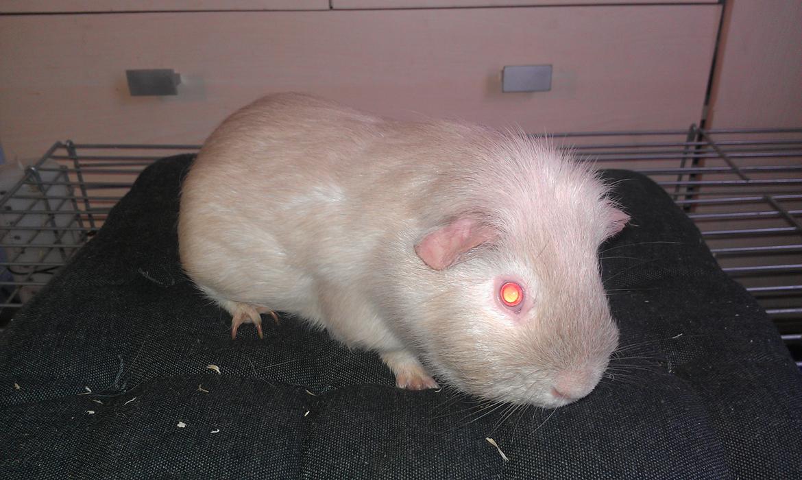 Marsvin mr. light billede 5