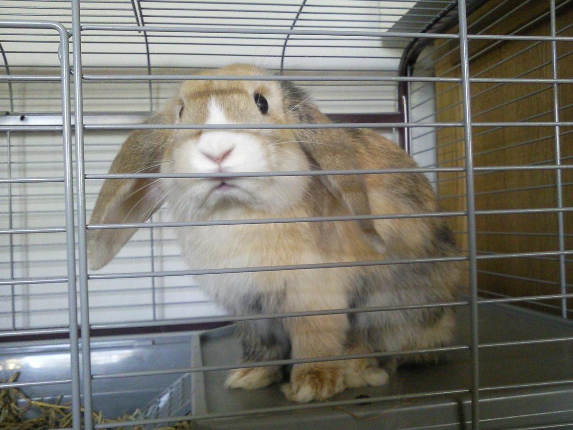 Kanin Afrodites Fonzie billede 1