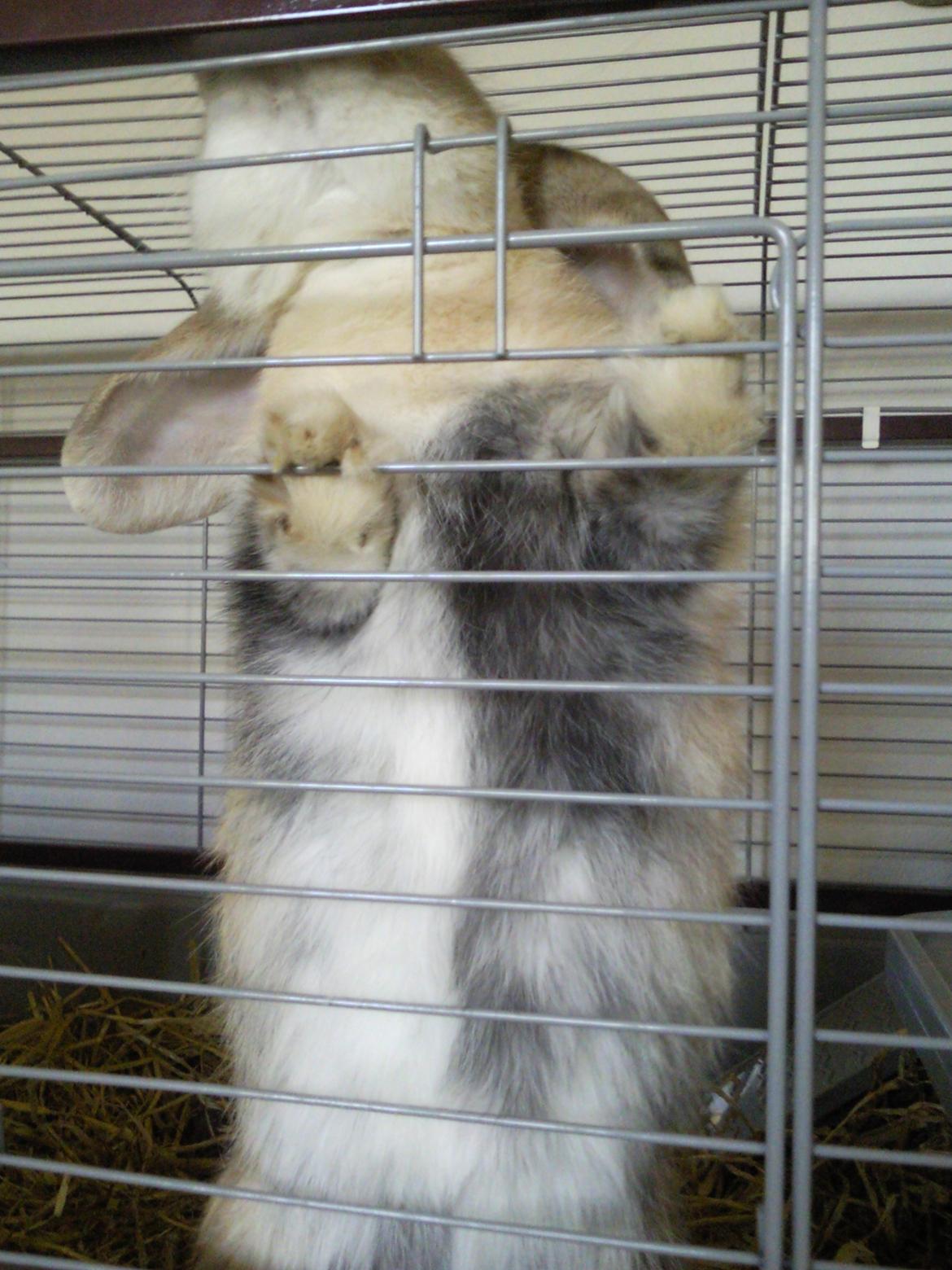 Kanin Afrodites Fonzie - Luk mig uuuuud! billede 4