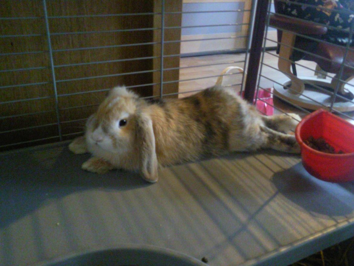 Kanin Afrodites Fonzie billede 8