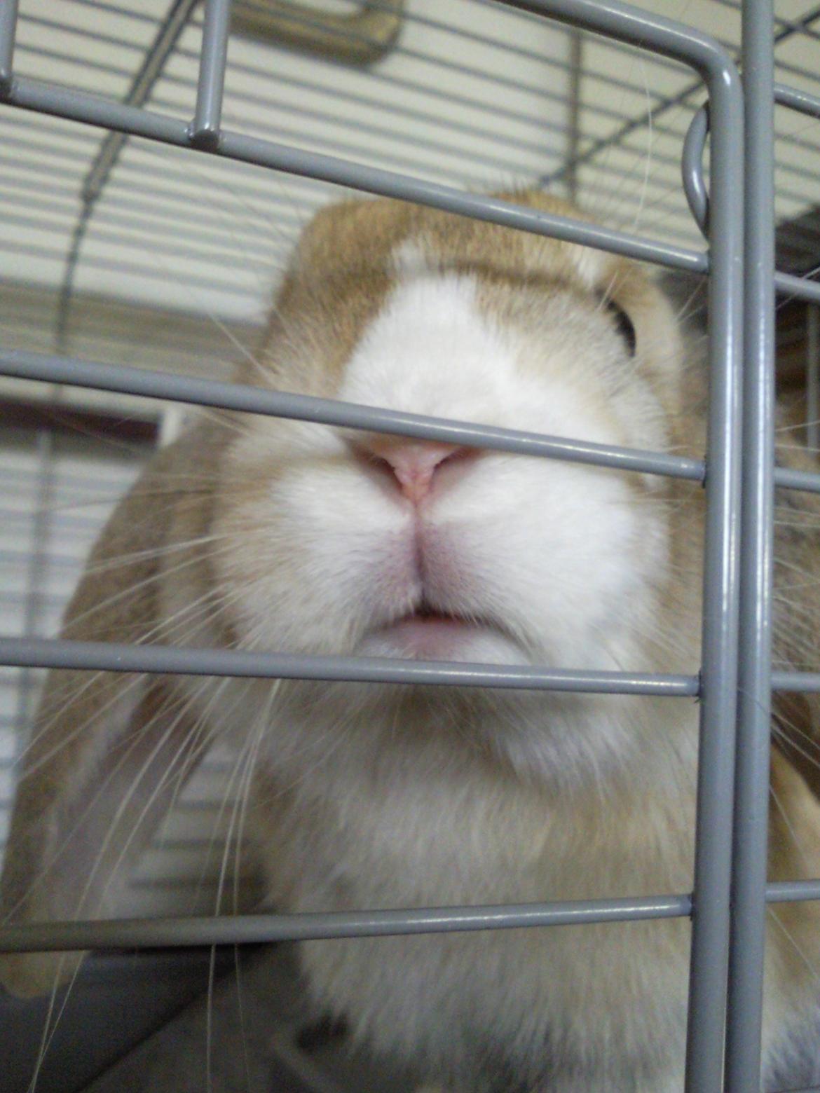 Kanin Afrodites Fonzie - Dav billede 3