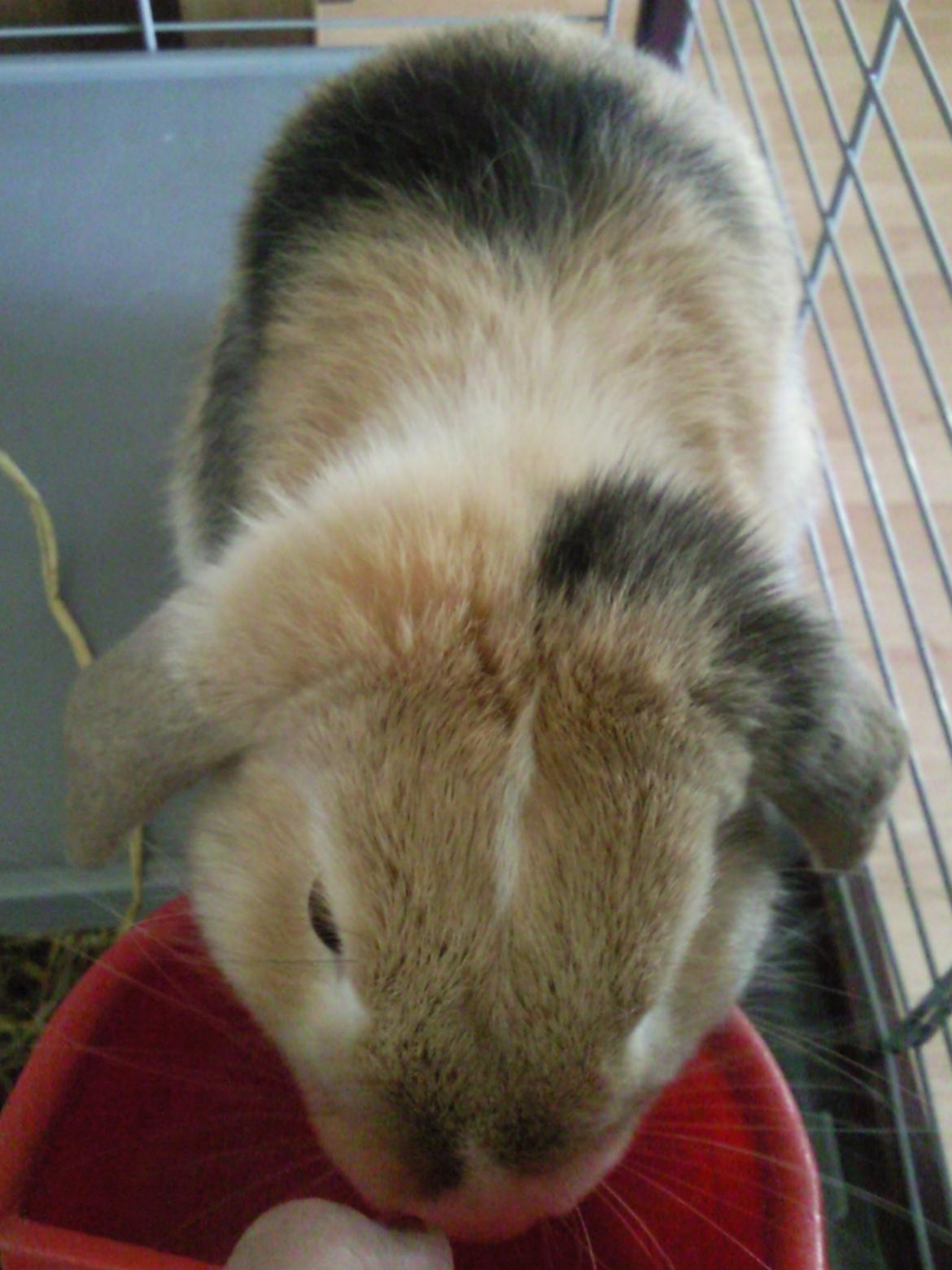 Kanin Afrodites Fonzie billede 5