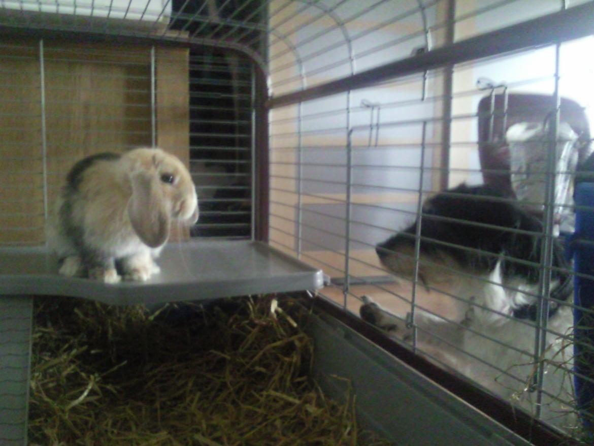 Kanin Afrodites Fonzie billede 2