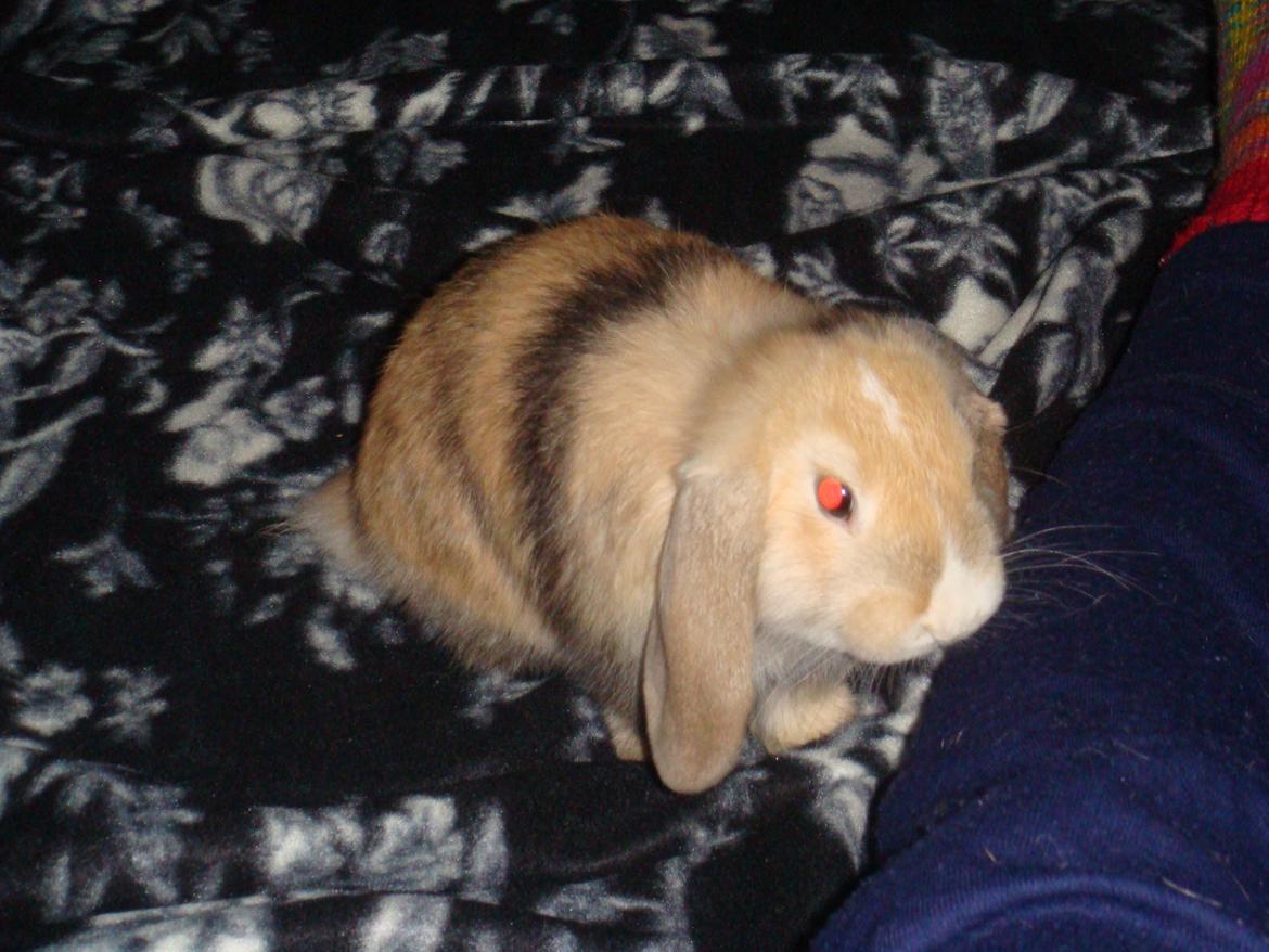 Kanin Afrodites Fonzie billede 11