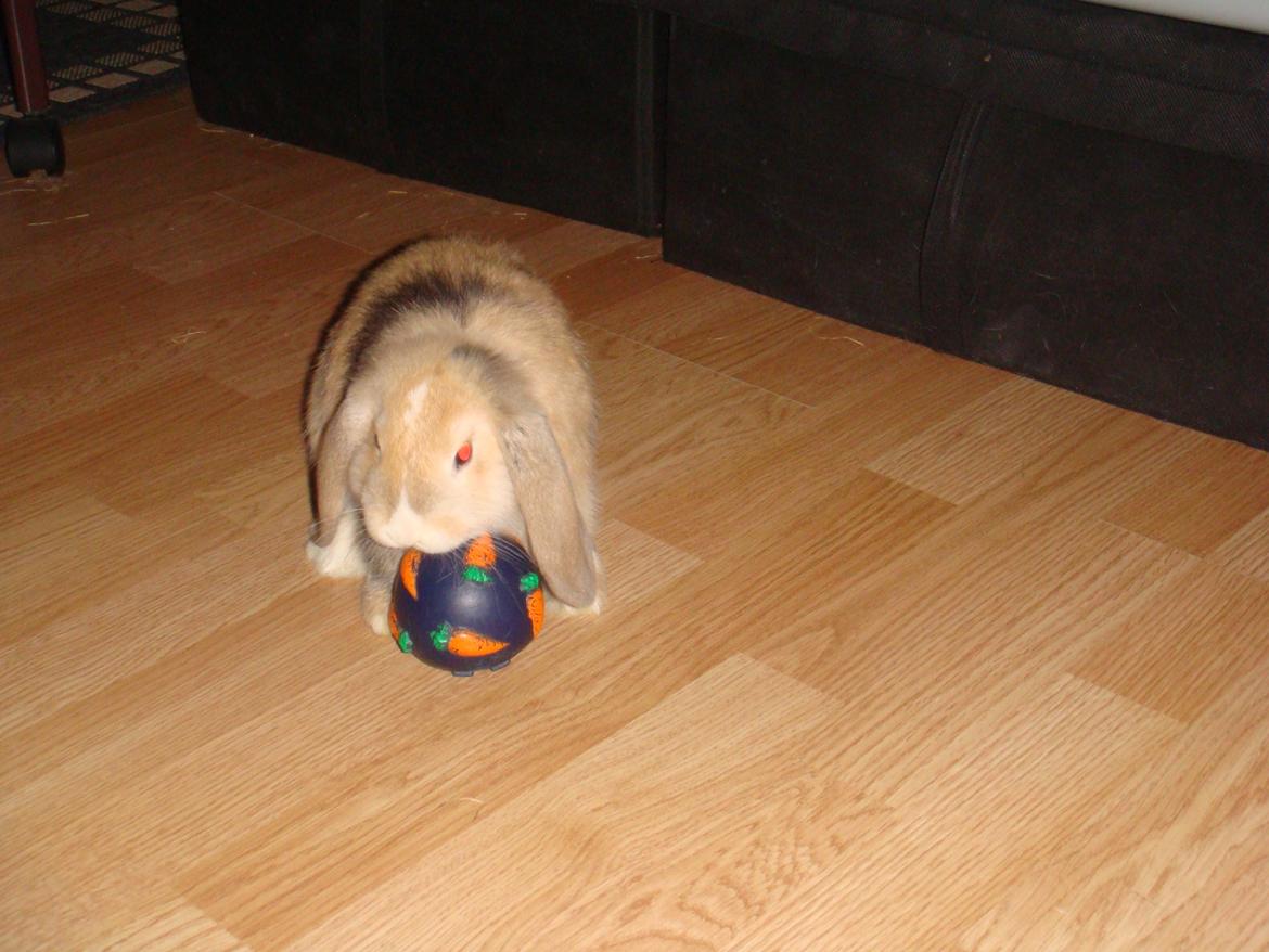 Kanin Afrodites Fonzie billede 10