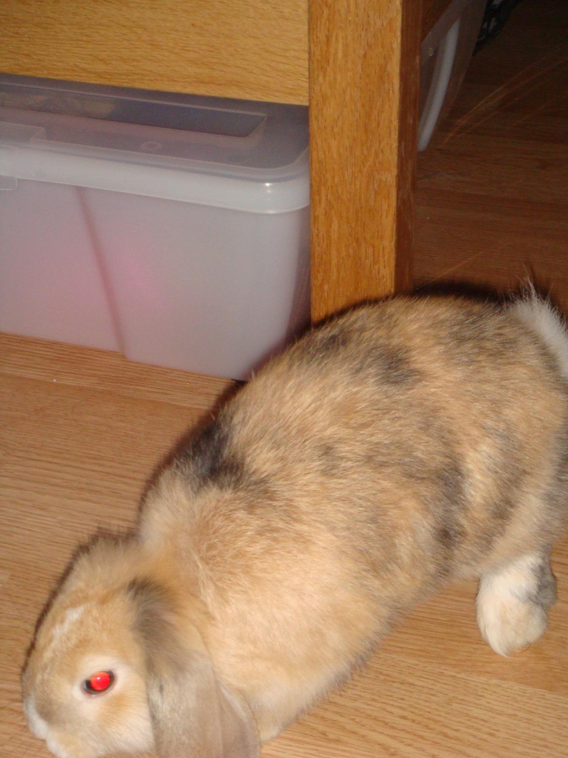 Kanin Afrodites Fonzie billede 9