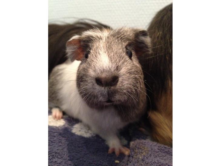 {{currentPhoto.altText}} billede {{currentPhoto.number}}