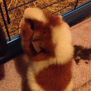 Marsvin Teddy Bear