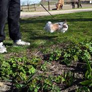 Kanin - Løvehoved Boble<3