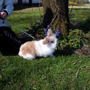 Kanin - Løvehoved Boble<3