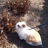 Kanin - Løvehoved Boble<3