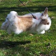 Kanin - Løvehoved Boble<3