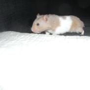 Hamster John(ny) (himmelhamster)