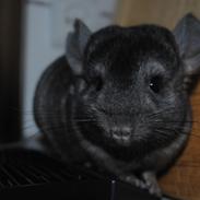 Chinchilla Sortenmuld