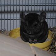 Chinchilla Sortenmuld