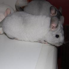 Chinchilla Snebold