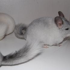 Chinchilla Snebold