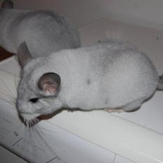 Chinchilla Snebold