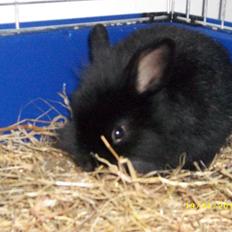 Kanin Tashina Veronique