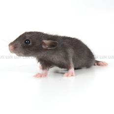 Tamrotte *Lux Twilight*