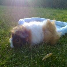 Marsvin Søndergaards Müsli (Lillen)