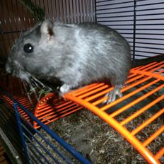 Ørkenrotte Princess Tuka