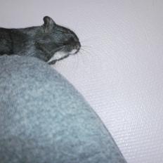 Ørkenrotte Princess Tuka