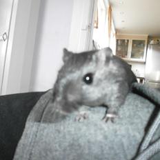 Ørkenrotte Princess Tuka