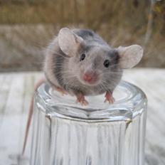 Mus Stald Picnic's Qvark