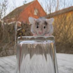 Mus Stald Picnic's Qvark