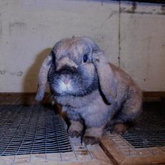 Kanin Pandahulens Honey - dværgvædder