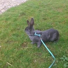 Kanin Stampegårdens Blue Addiction