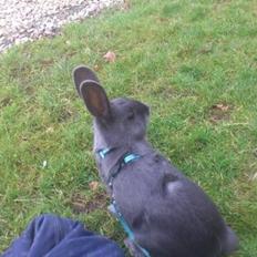 Kanin Stampegårdens Blue Addiction