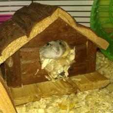 Dværghamster buller