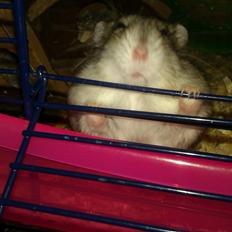 Dværghamster buller