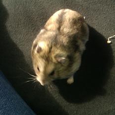 Dværghamster buller