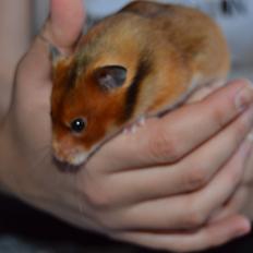 Hamster Torne-Rose